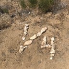 Pct day 50